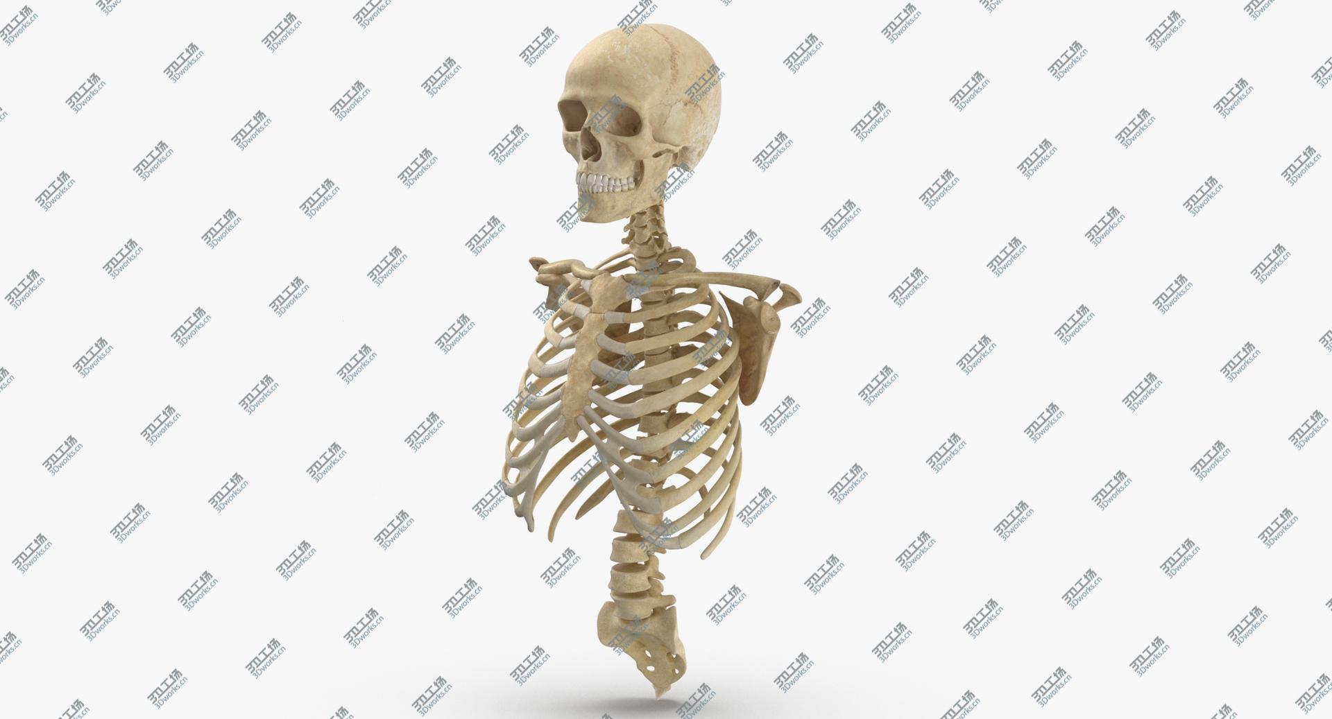 images/goods_img/202104021/3D Real Human Rib Cage Spine Male Skull Calvicle and Scapula Bones Anatomy With Intervertibral Disks 01(1)/5.jpg